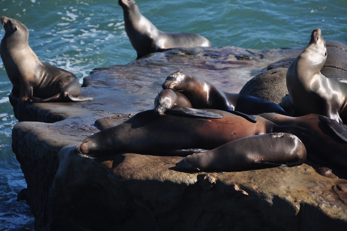 harbor seals